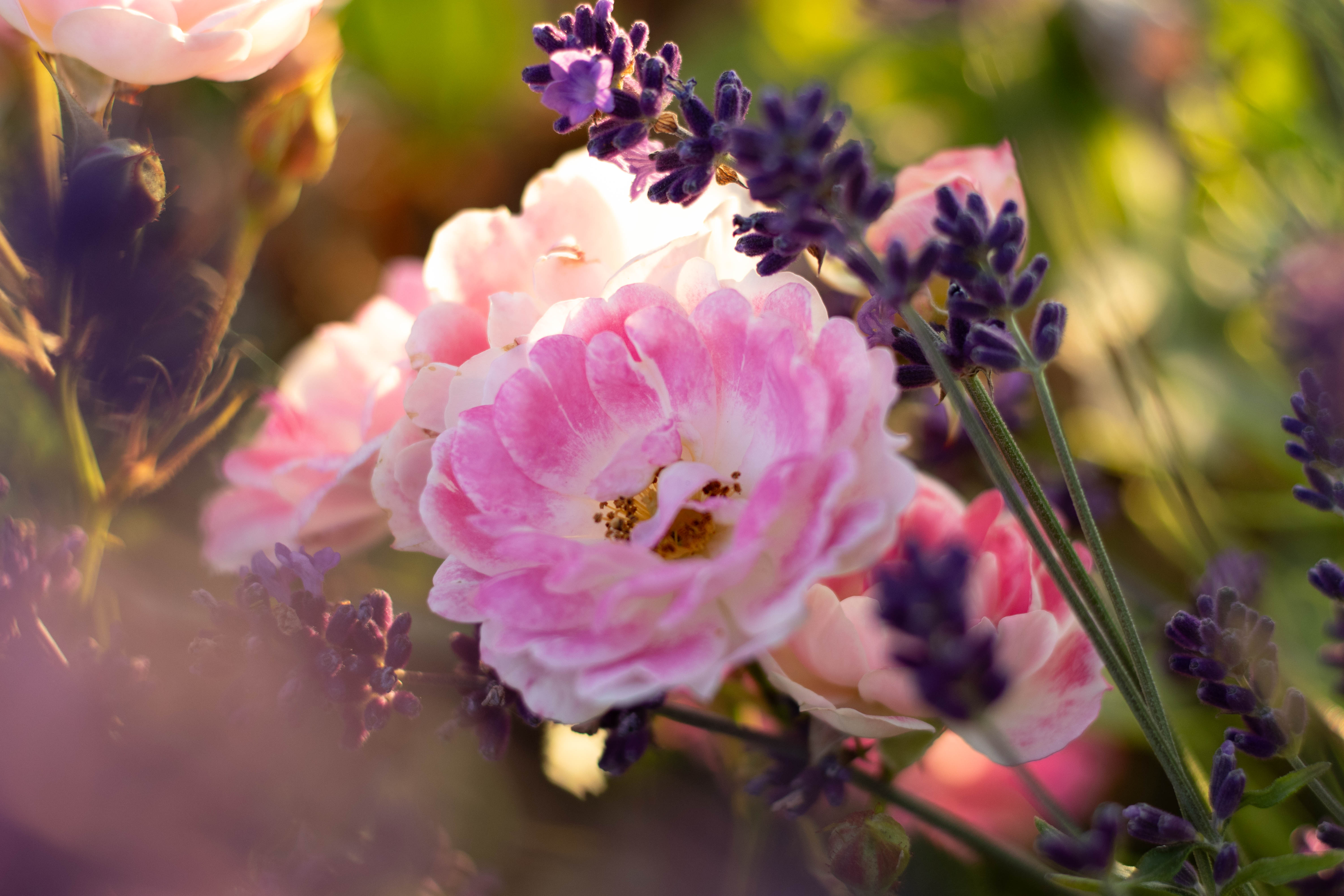 Flirt 2011® | Kordes Rosen